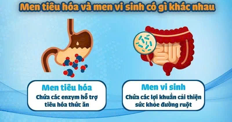phan-biet-men-tieu-hoa-va-men-vi-sinh.jpg