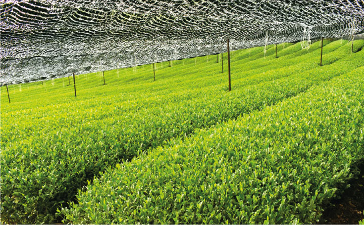 bot-matcha-1.jpg