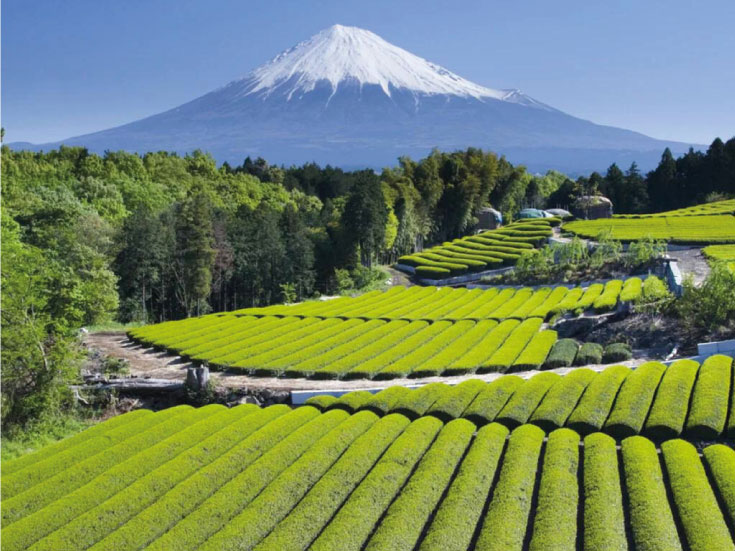 bot-matcha-7.jpg