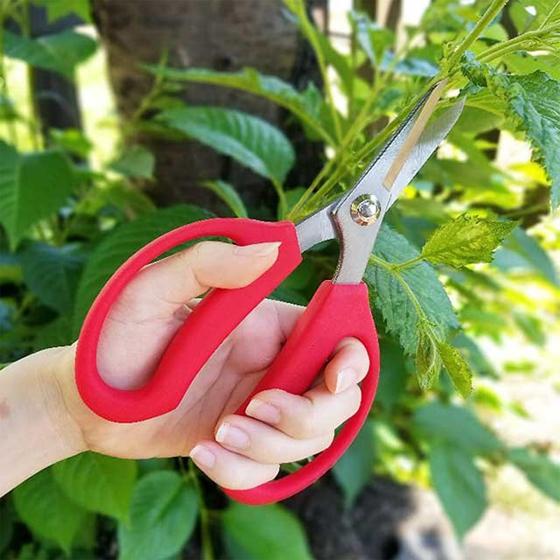 Kéo làm vườn thép carbon Babacho 18.5cm thương hiệu 