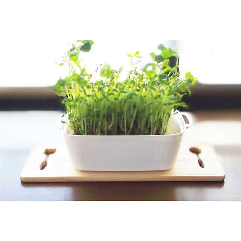 Khay trồng giá đỗ, rau mầm 21x12.5cm thương hiệu YAMADA