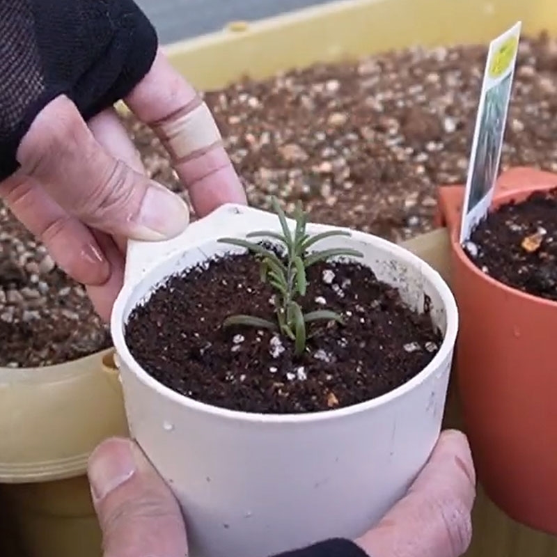 Chậu cây nhỏ 10cm có quai treo (Nhiều mẫu)-Giao mẫu ngẫu nhiên thương hiệu YAMADA