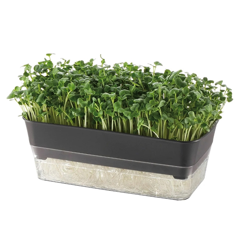 Khay trồng rau mầm Richell 23.5x12cm thương hiệu RICHELL