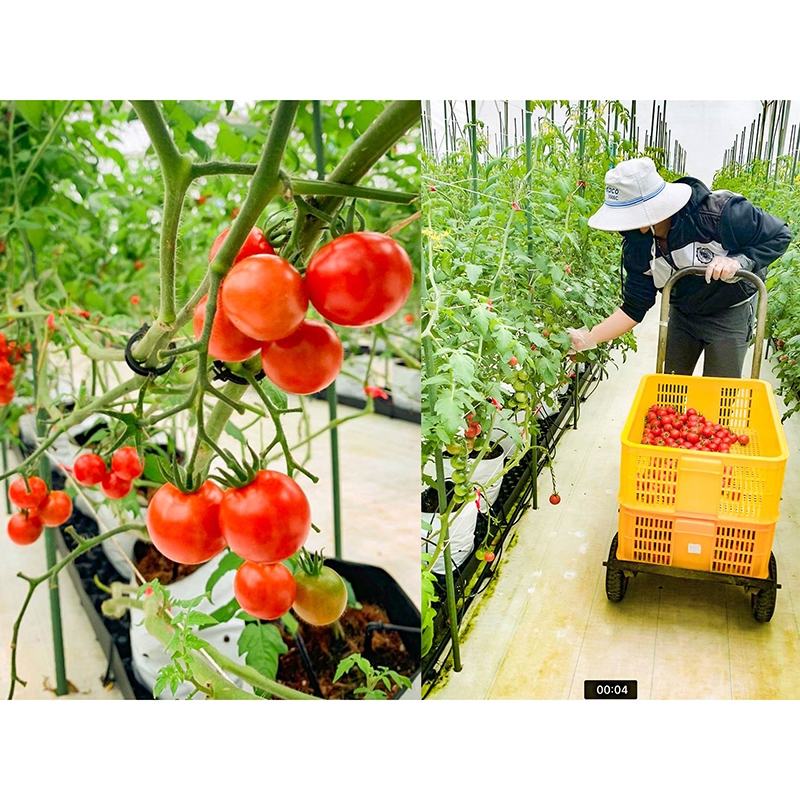 Cà chua trái cây giống Nhật Queen Hokkaido 150g thương hiệu 